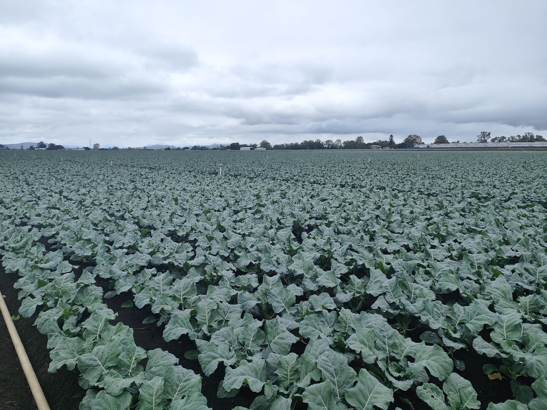 Brassica crop — Renovum Agronomy in the field
