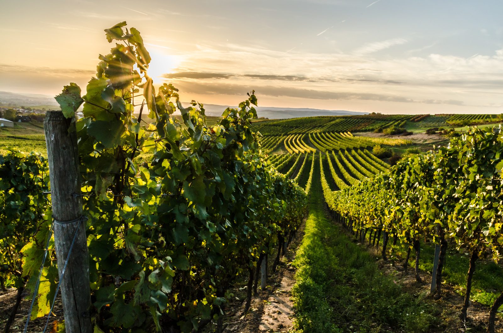 Aequor in the field — feature crop photo