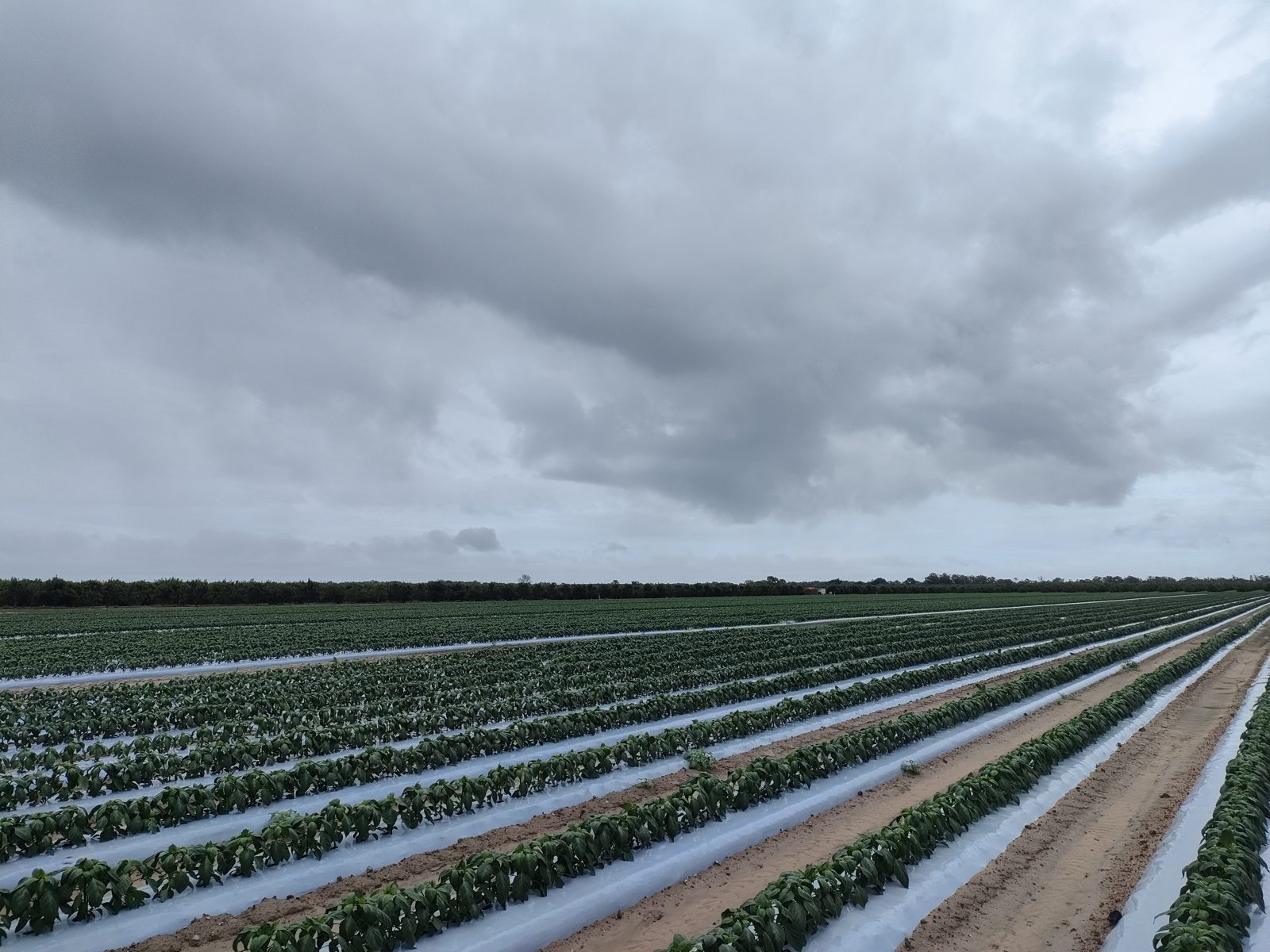 eXo in the field — feature crop photo