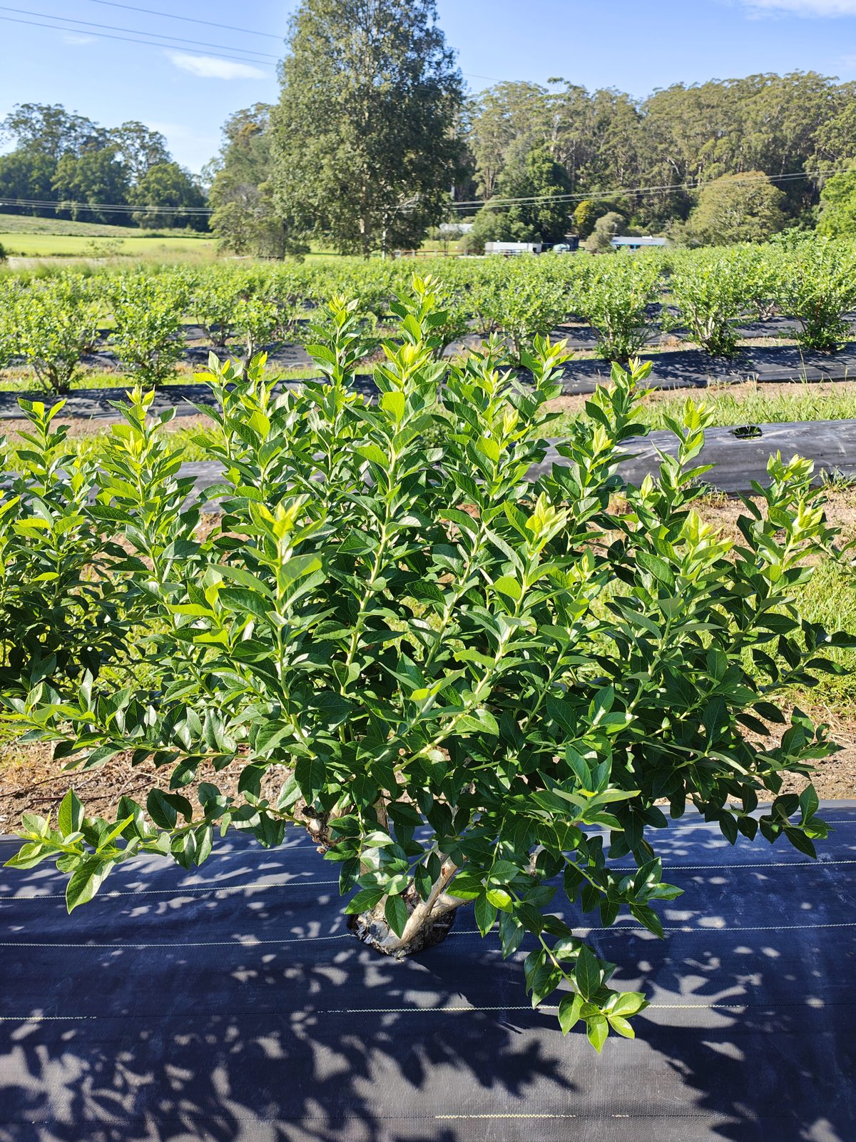 Gaia trial — crop in the field