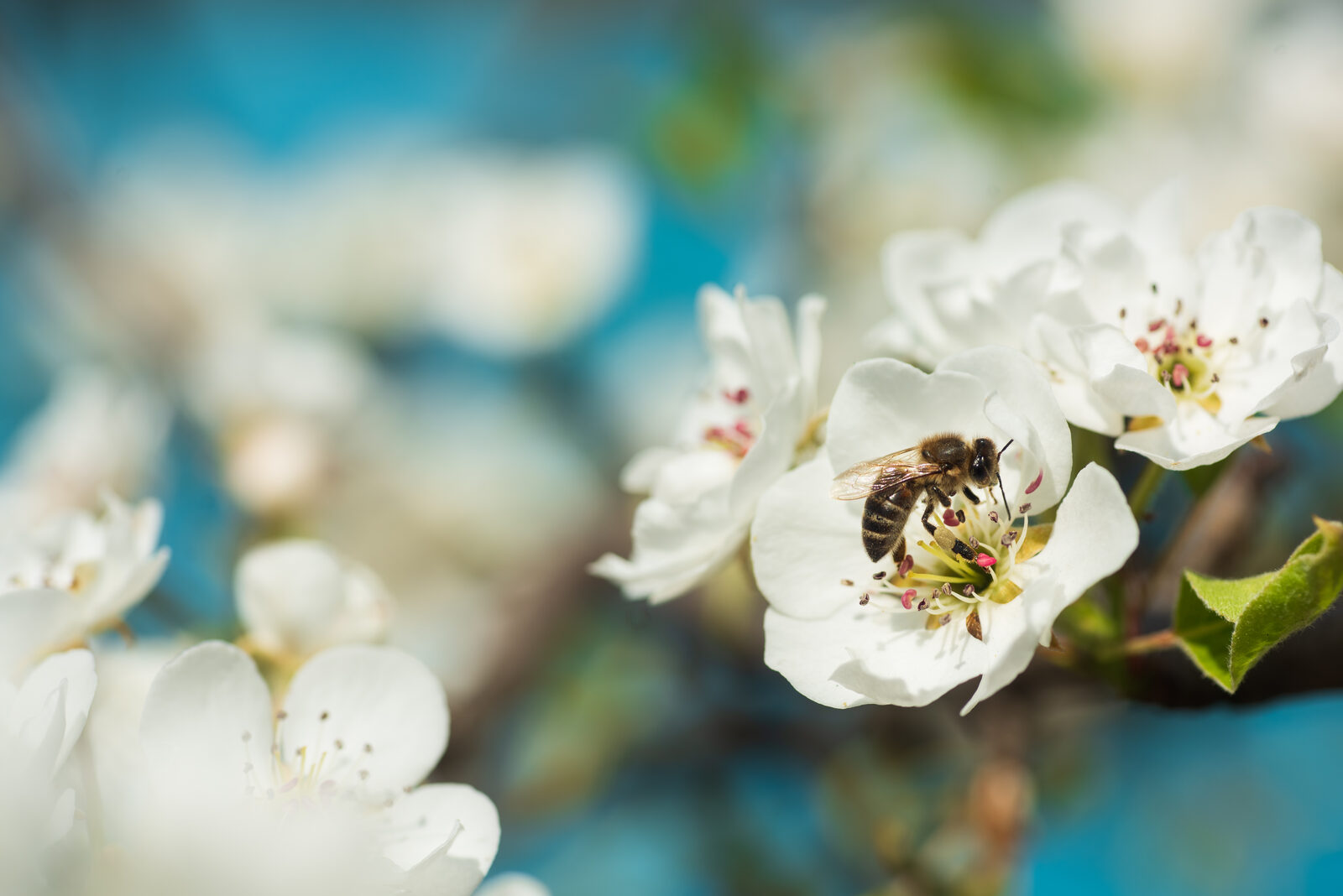 Bee pollinating white blossom — grown from experience
