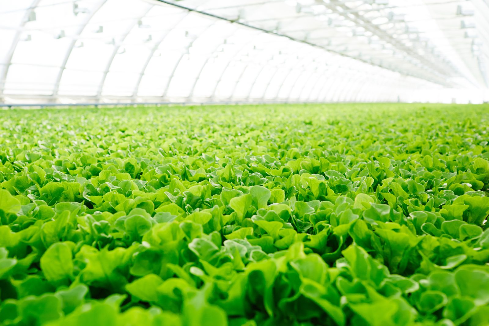Renovum hydroponic crop in production