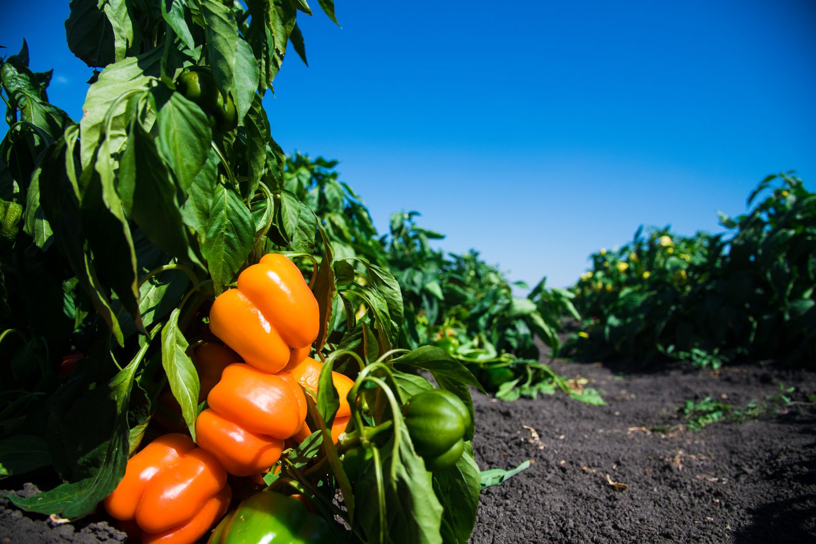 Renitor in the field — feature crop photo
