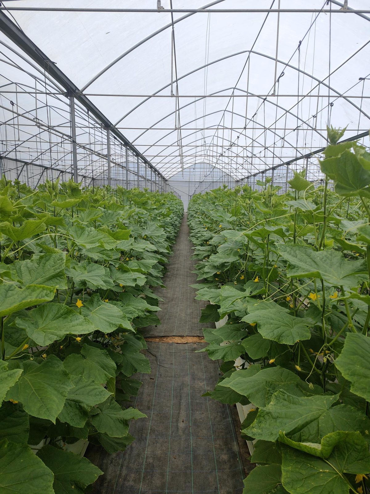 Vegetative crop — Renovum in the field